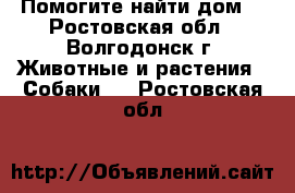 Помогите найти дом! - Ростовская обл., Волгодонск г. Животные и растения » Собаки   . Ростовская обл.